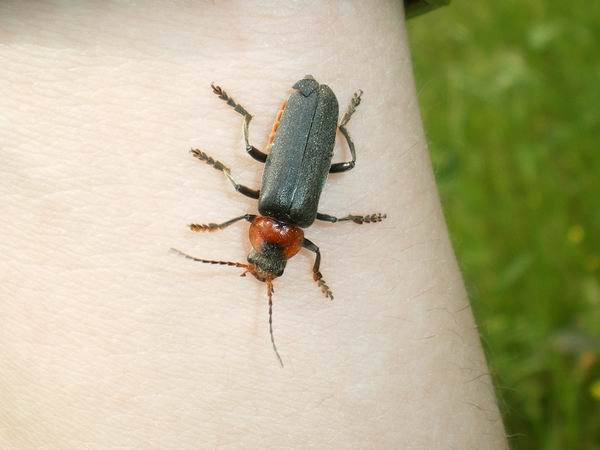 Cantharis fusca